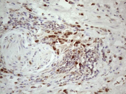 Monoclonal Mouse anti-Human SPATA22 Antibody (clone OTI6H9, Carrier-free, IHC, WB)
