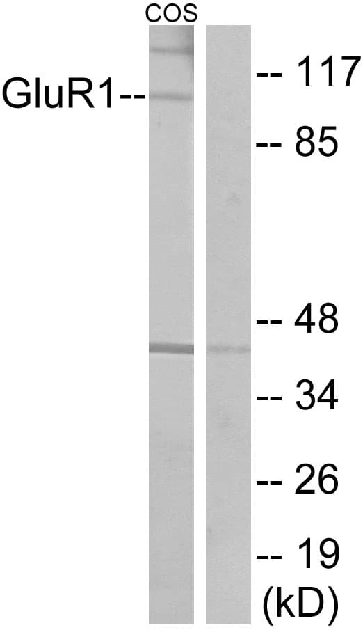 GRIA1 / GLUR1 Antibody (aa829-878)