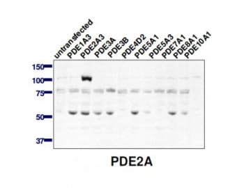 PDE2A Antibody (C-Terminus)
