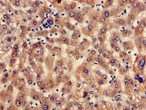 SEC23IP / p125 Antibody