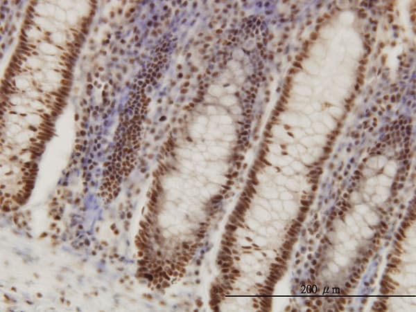 PPIG / Cyclophilin G Antibody (clone 4F8)