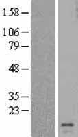 I-309 / CCL1 Protein (Over-Expression Lysate Myc-DDK (Flag))