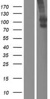 SLCO1B3 / OATP8 Protein (Over-Expression Lysate Myc-DDK (Flag))