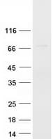 Human ARA70 / NCOA4 Protein (Recombinant Myc-DDK (Flag))