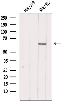 PACSIN2 Antibody