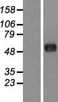 CSRNP2 / FAM130A1 Protein (Over-Expression Lysate Myc-DDK (Flag))