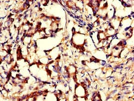Gpnat1 / GNPNAT1 Antibody