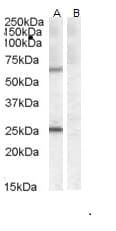 COL4A3BP / CERT Antibody (aa662-672)
