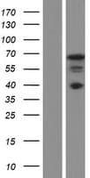 NCOA5 Protein (Over-Expression Lysate Myc-DDK (Flag))
