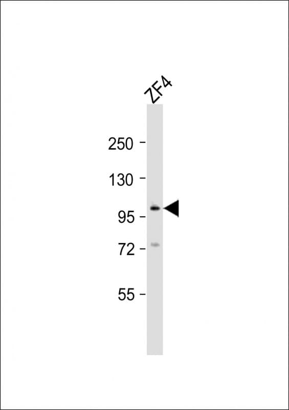 ATG9A Antibody (aa573-605)
