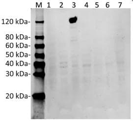 Monoclonal Mouse anti-Staphylococcus aureus Streptococcus pyogenes CRISPR-associated endonuclease Cas9/Csn1 Antibody (clone 26H10, IF, WB)