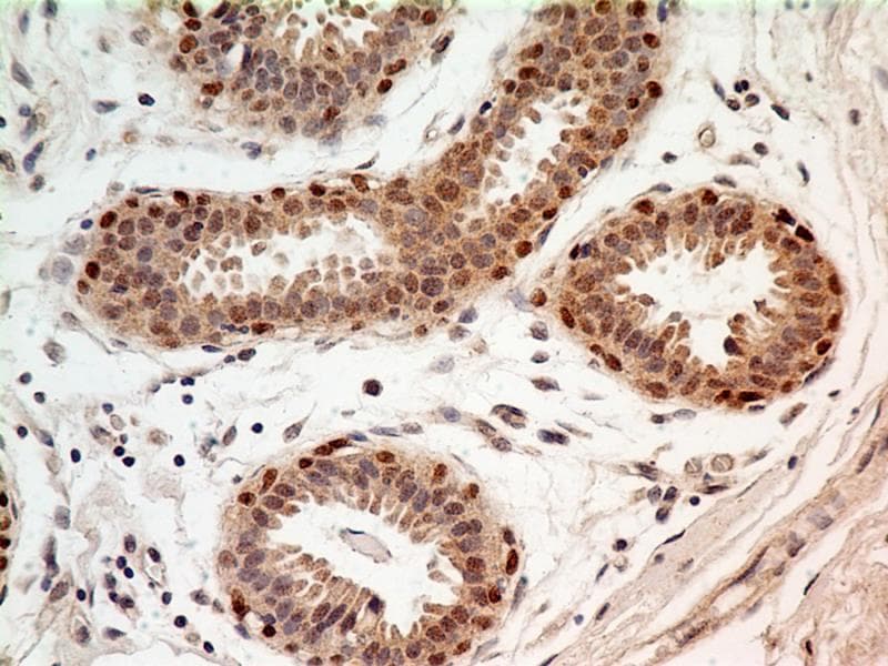 FOXP1 Antibody (clone JC12)