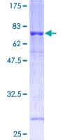 Human FLOT1 / Flotillin 1 Protein (Recombinant GST)
