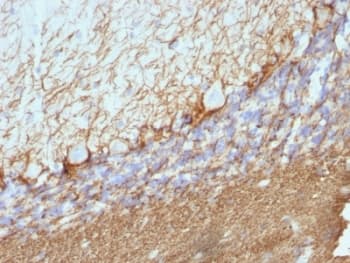 NEFH / NF-H Antibody (clone NE14, Ready-to-Use)
