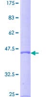 Human LTA / TNF Beta Protein (Recombinant GST)