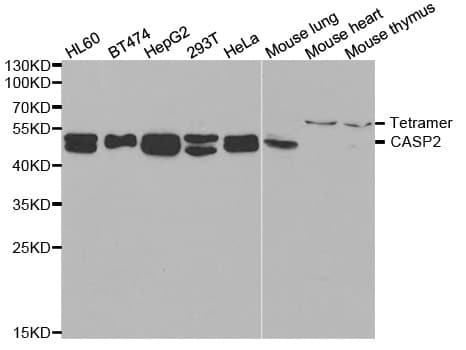 CASP2 / Caspase 2 Antibody