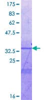 Human FMO4 Protein (Recombinant GST, N-terminus)