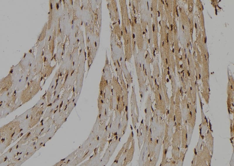 NLK Antibody