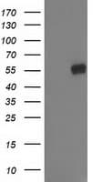 GBA3 / CBG Antibody (clone OTI4F10)