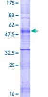 Human OR5A1 Protein (Recombinant GST)