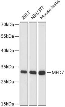 MED7 / CRSP9 Antibody