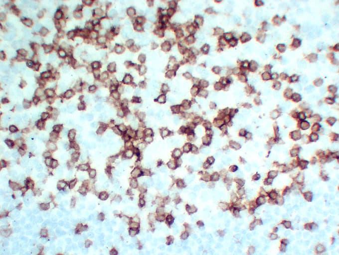 CD3E Antibody (clone ABT-CD3)