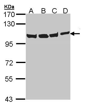 IHC-plus™ VCP Antibody (aa1-206)