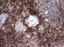 CD4 Antibody (clone OTI1D6)