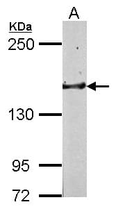 GLG1 / MG160 Antibody (C-Terminus)