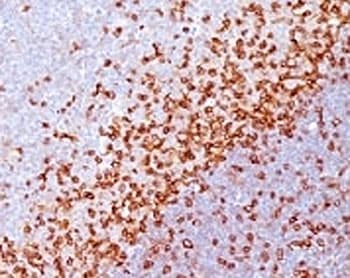 Monoclonal Mouse anti-Human SPN / CD43 Antibody (clone SPM503, IHC, IF)