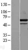 DPP2 / DPP7 Protein (Over-Expression Lysate Myc-DDK (Flag))