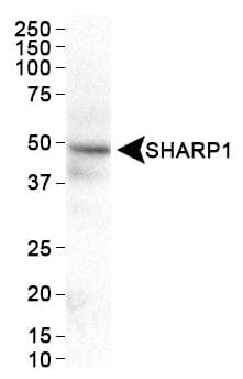 Polyclonal Rabbit anti-Human BHLHE41 / BHLHB3 / SHARP1 Antibody (aa1-75, IHC, WB)