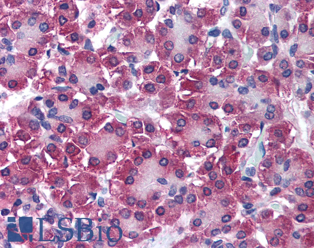IHC-plus™ DUT / DUTPase Antibody (aa1-52)