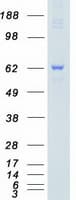 Human PAK4 Protein (Recombinant Myc-DDK (Flag))