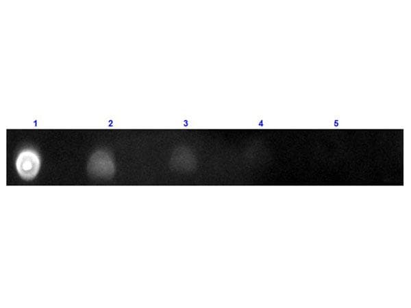 Polyclonal Goat Anti-Human IgG Secondary Antibody (TR, IF)