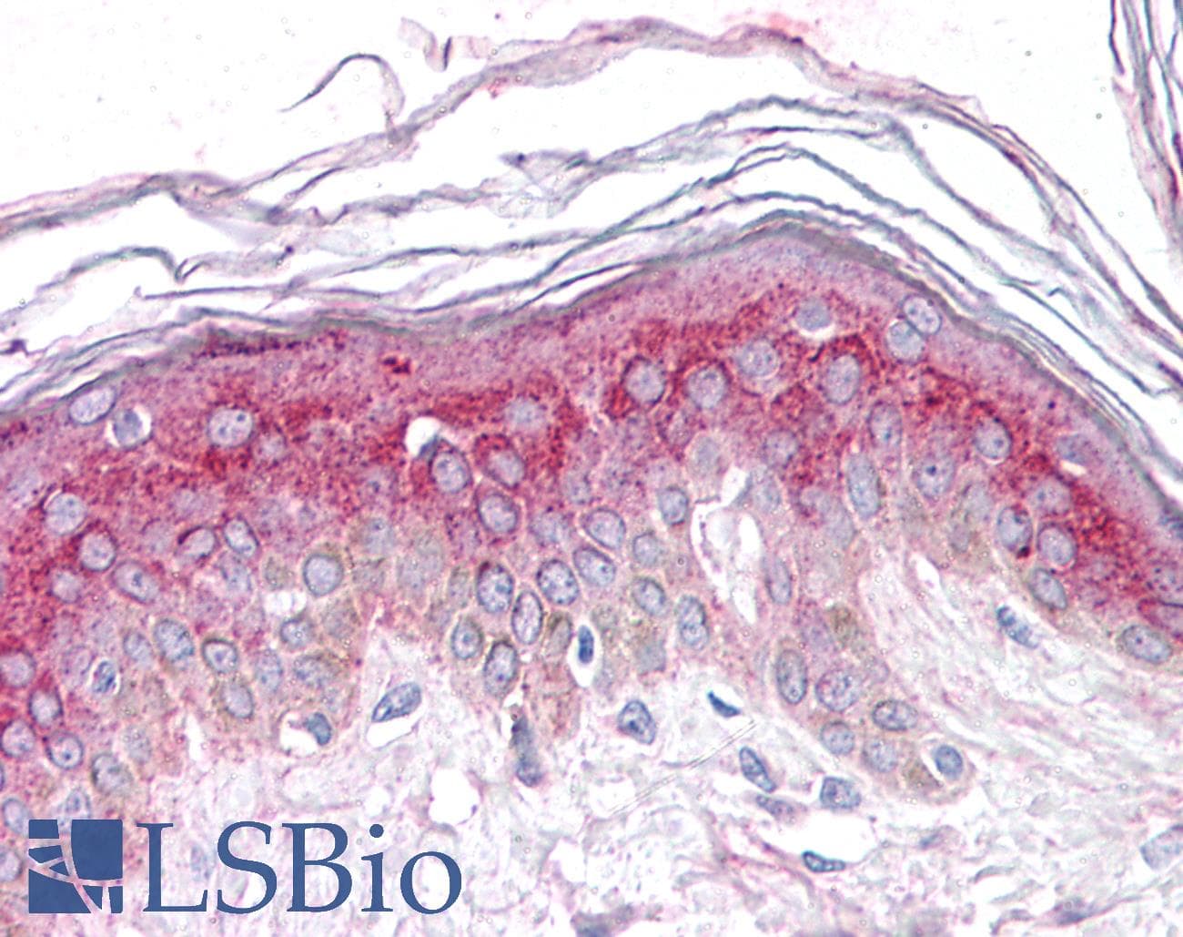 IHC-plus™ GM2A Antibody (N-Terminus)