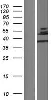 CLIC5 Protein (Over-Expression Lysate Myc-DDK (Flag))