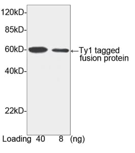Ty1 Tag Antibody (Ty1-tag epitope)