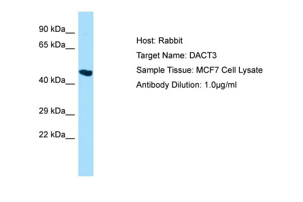 DACT3 Antibody (aa399-448)