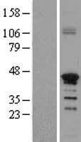 ZNF488 Protein (Over-Expression Lysate Myc-DDK (Flag))