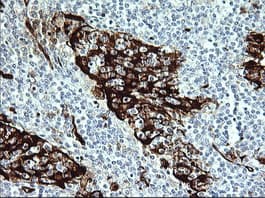 IDO1 / IDO Antibody (clone OTI1A3)