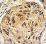 LSM1 Antibody (aa103-133)