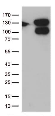 CCDC132 Antibody (aa700-964, clone OTI7A8)
