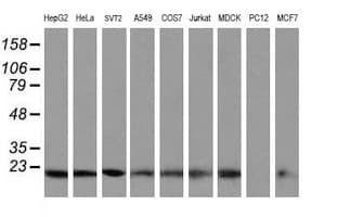 VBP1 Antibody (clone OTI2F2)