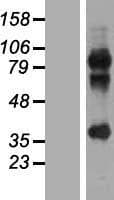 MAGEA2B Protein (Over-Expression Lysate Myc-DDK (Flag))