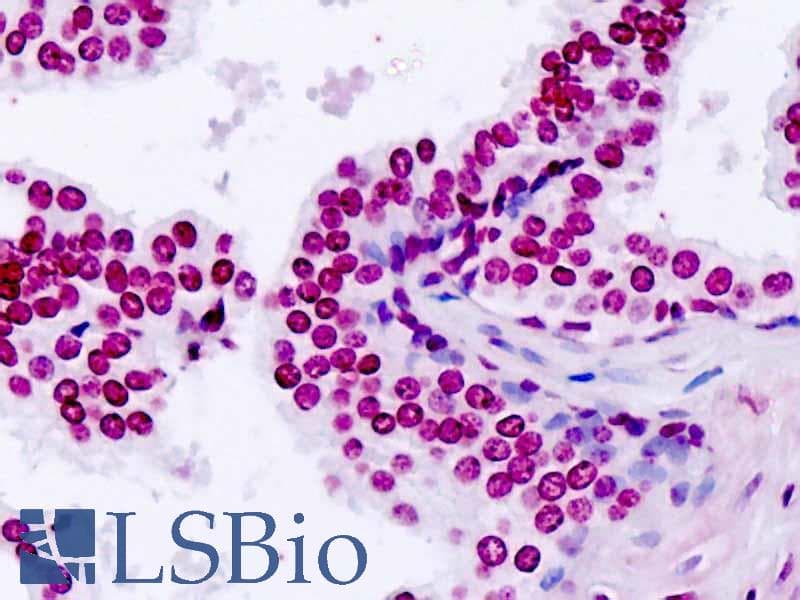 IHC-plus™ TARSL2 Antibody (aa638-665)