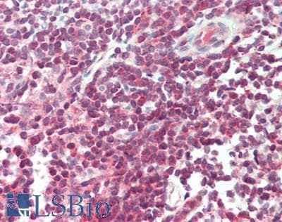 IHC-plus™ CD28 Antibody (aa1-50)