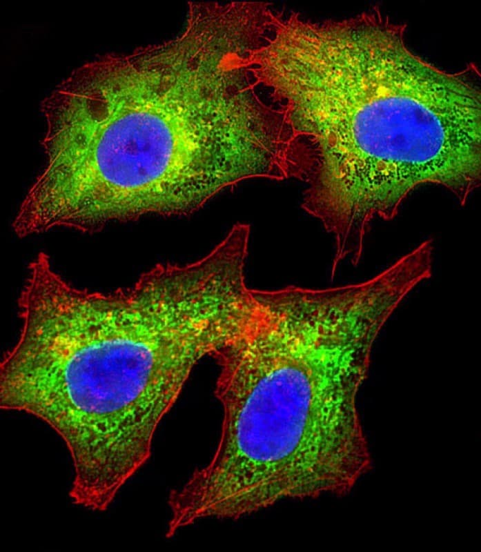 AKR7A3 Antibody (aa32-64)