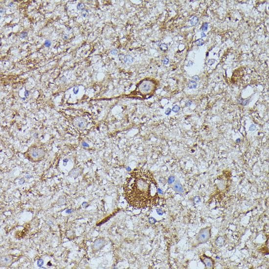 FKBP1B / FKBP12.6 Antibody