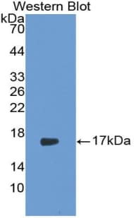 IL17 Antibody (aa21-153, Cy3)